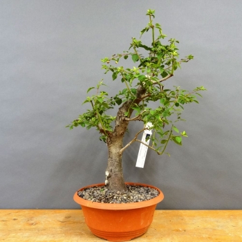Prunus cerasifera, Mirabelle